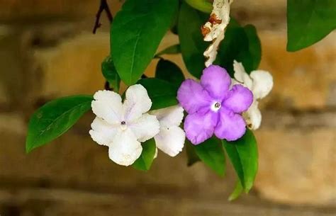 家裡種芙蓉|【家庭有菜】芙蓉種植的四個技巧，不怕你種不起來